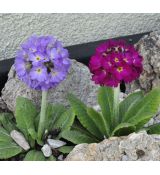 Primula denticulata