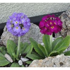 Primula denticulata