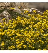 Draba aizoides