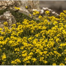 Draba aizoides