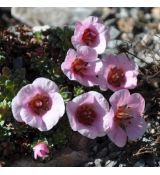 Saxifraga 'Golem'