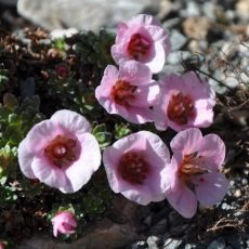 Saxifraga 'Golem'