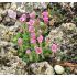 Saxifraga 'Alfons Mucha'