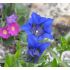 Gentiana acaulis