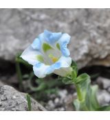 Gentiana angustifolia  'Iceberg'