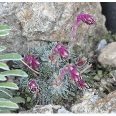Saxifraga sempervivum Afrodite'