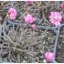 Armeria maritima 'Vesuv'