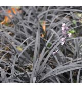 Ophiopogon planiscapus 'Niger'