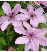 Clematis 'Hagley hybrid' 2l