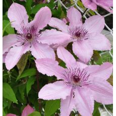 Clematis 'Hagley hybrid' 2l