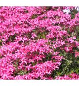 Phlox subulata 'Atropurpurea'