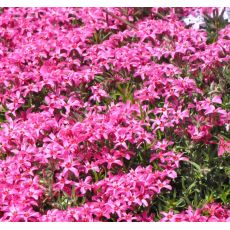 Phlox subulata 'Atropurpurea'