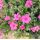 Phlox 'Alena'