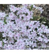 Phlox 'Candy Striped'