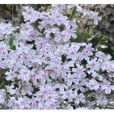 Phlox 'Candy Striped'