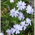 Phlox Emerald Cushion Blue'