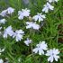 Phlox Emerald Cushion Blue'