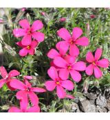 Phlox douglasii 'Zigeunerblut'