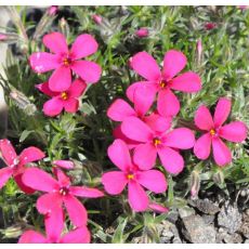 Phlox douglasii 'Zigeunerblut'