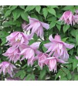 Clematis macropetala 'Markham's pink'