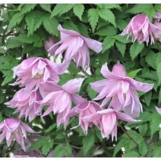 Clematis macropetala 'Markham's pink'