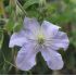 Clematis 'Justa' 2l