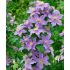 Clematis 'Justa' 2l