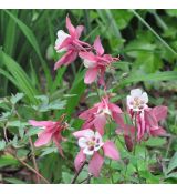 Aquilegia caerulea 'Spring Magic Rose and White'