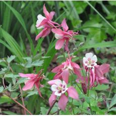 Aquilegia caerulea 'Spring Magic Rose and White'