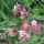 Aquilegia caerulea 'Spring Magic Rose and White'