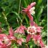 Aquilegia caerulea 'Spring Magic Rose and White'