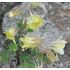 Aquilegia caerulea 'Spring Magic Yellow'