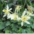 Aquilegia caerulea 'Spring Magic Yellow'