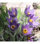 Pulsatilla vulgaris 'Blue violet shades'