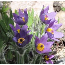 Pulsatilla vulgaris 'Blue violet shades'