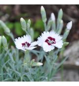 Dianthus  'Starry Eyes'