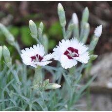 Dianthus  'Starry Eyes'