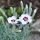 Dianthus  'Starry Eyes'