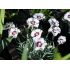 Dianthus  'Starry Eyes'