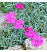 Dianthus 'Babí lom'