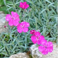 Dianthus 'Babí lom'