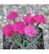 Dianthus 'Badenia'