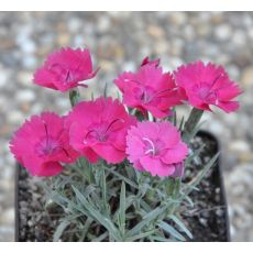 Dianthus 'Badenia'