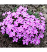 Dianthus microlepis