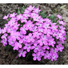 Dianthus microlepis