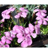 Dianthus alpinus