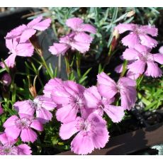 Dianthus alpinus