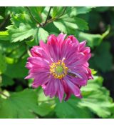 Anemone hupehensis 'Prinz Heinrich'