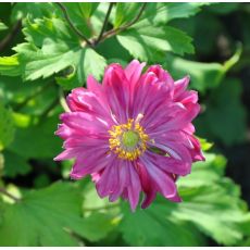 Anemone hupehensis 'Prinz Heinrich'