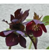 Helleborus 'Purple'